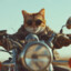 el gato