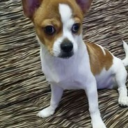 幻梦.黎明杀机123