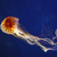 Jellyfish MUTED