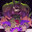 FNAFenjoyer