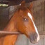Sooshunter