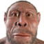 Homo Erectus