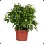 ficus benjamina