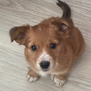 𝕽𝖆𝖓𝖊𝖗𝖘𝖍𝖆