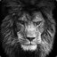 LioN.eXe