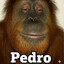 pedro