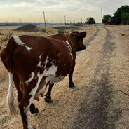 хитрый хулиганчи