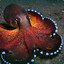 Enteroctopus