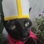 Habemus Papam