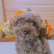 糖醋小排谷女士