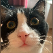 Тот самый барсук