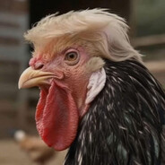 Chickens