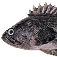 Hello RockFish