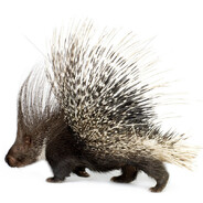 开不起豪车的猪