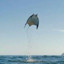 Flying Stingray