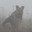 Dog in the Fog