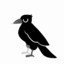 Crow2306