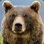 grizzly