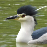 鹈形目的凤头䴙䴘本人