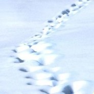 snapper - steam id 76561197961593123