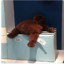 Kuma_Stan