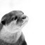 Loutre