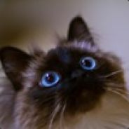 =BZH=*LuNa*Celtic - steam id 76561197960541703