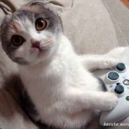 CatSlave