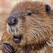 БОБЁР - steam id 76561199884023460