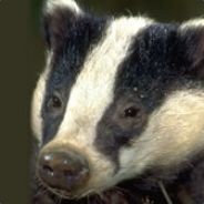 Phantom8adger - steam id 76561197964286613