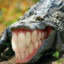 Jagareh_
