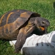 5teFrikadele 吃便便