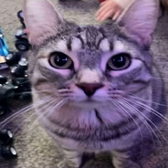 viss avatar
