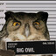 BigOwl's avatar