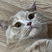 баннихоп.Baster