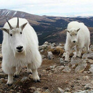 кушала/акушала