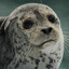 Seal Enjoyer