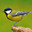 Great tit observer