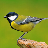 Great tit observer
