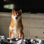 LunatheShibaInu