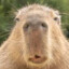 Capybara