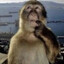 macaco