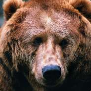 медвежонок