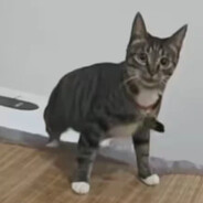 三脚猫奇奇奇奇诺