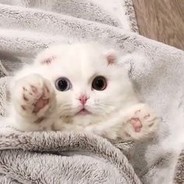 Ты мой мангусик