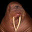 Walrus