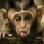 monkey