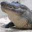 big suchus