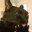 Evil Cat