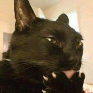 Evil Cat